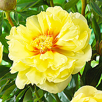 Півонія ІТО-гідрид Bartzella 2/5