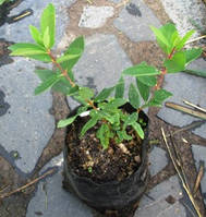 Жимолость їстівна Ведмедица. Д12.