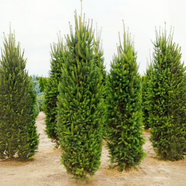 Саджанці Ялини звичайної Купрессина (Picea abies Cupressina) Р9