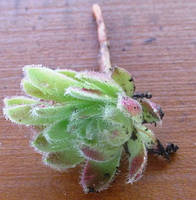 Молодило Роси. НЧ. Дітки для укорінення.