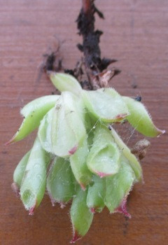 Молодило Трубчасте. НЧ. Дітки для вкорінення., фото 1