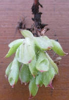 Молодило Трубчасте. НЧ. Дітки для вкорінення.