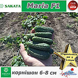 Огірок корнішон Марія F1 / Maria F1, Sakata (Японія), 1000 насінин, фото 2