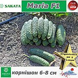 Огірок корнішон Марія F1 / Maria F1, Sakata (Японія), 1000 насінин, фото 3