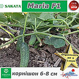 Огірок корнішон Марія F1 / Maria F1, Sakata (Японія), 1000 насінин, фото 4