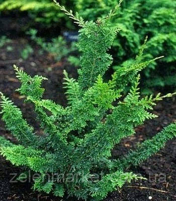 Нағашы жиенін сиқытты Ер адам қызды буксирлеп, әжетханада сиқыған.