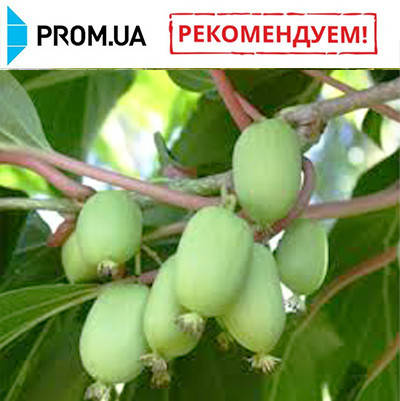 Саджанці актинідії сорт Київська Гібридна, 1 річна P9, фото 3