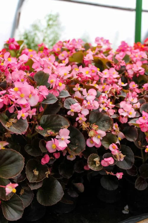 Бегонія вічноквітуча (15-20 см), фото 1