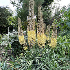 Еремурус Eremurus жовтий сортовий багаторічник, садовий гігант, корінь 1шт