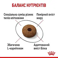 Сухий корм для стерилізованих котів схильних до випрошування корму Royal Canin Sterilised Appetite Control свійський птах 2 кг, фото 9