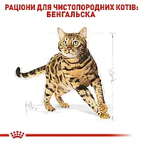 Сухий корм для дорослих котів бенгальської породи Royal Canin Bengal Adult свійський птах 2 кг, фото 8
