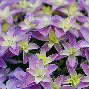 Гортензія крупнолистна Флорія Блю \ Hydrangea Floria Blue ( саджанці 3 роки) Новинка, фото 1