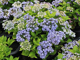 Гортензія крупнолистна Флорія Блю \ Hydrangea Floria Blue ( саджанці 3 роки) Новинка, фото 5