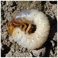 Травневий жук (хрущ): як вберегти врожай від шкідника?