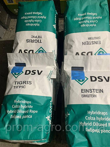 Озимий ріпак Оріолус DSV, фото 1