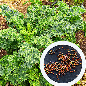 Капуста кейл насіння 0,5 грами (прибл. 150 шт) ґрюнколь салат браунколь зелена листова кудрява кале