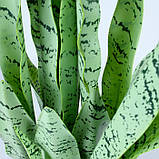Штучна рослина Engard Sansevieria, 65 см (DW-11), фото 5