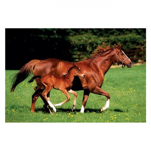 Постер "Mare&Foal" 61 x 91,5 см