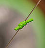Маркерна Гумка флуоро-зелена MARKER ELASTIC FLUO-GREEN 6m, фото 7