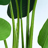 Штучна рослина Banana Tree, 120 см (TW-24), фото 7