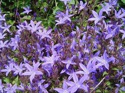 Дзвіночок Пожежького, контейнер Р9