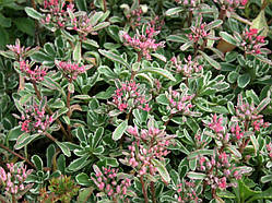 Очиток фальшивий "триколор", контейнер Р9