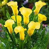 Калла Gold Crown 08/10, фото 4