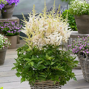 Астильба гібридна 'Close Harmony ® PBR'. Контейнер 2л