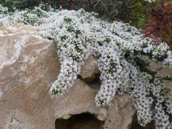 Астра грунтопокривна Snow Flurry, фото 1