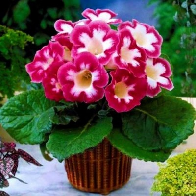 Глоксинія Blanche de Meru, фото 1