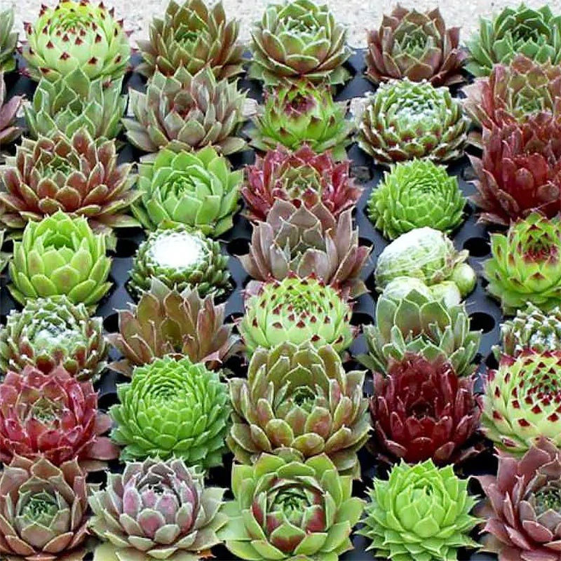 Кам'яна троянда мікс (5 шт), фото 1