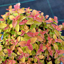 Спірея японська Зен Спіріт Карамель / Spiraea Zen Spirit Caramel, фото 3
