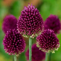 Аліум sphaerocephalon 6+