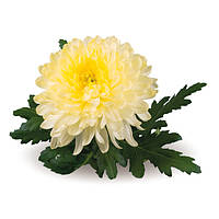 Хризантема