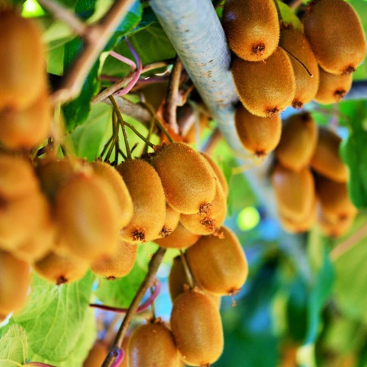 Саджанці Ківі Делікст - самоплідний, великоплідний, морозостійкий, фото 1