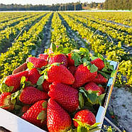 Полуниця (розсада) Лорд - середньо-пізня, ароматна, високоврожайна, фото 5