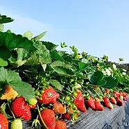 Полуниця (розсада) Міс Всесвіт -вітамінна, солодка, крупноплідна, фото 4