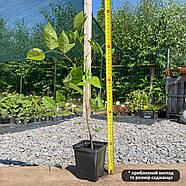 Гліцинія Аметист – запашна, фіолетова, квітуча, фото 2