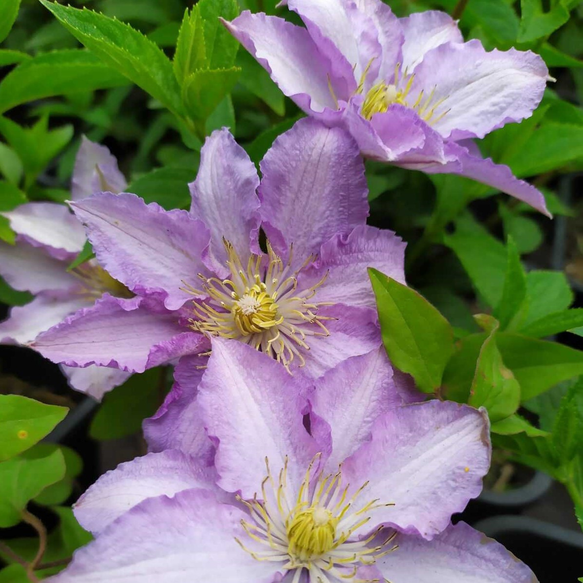 Саджанці Клематиса Джон Піктон (Clematis John Pikton) Р9, фото 1