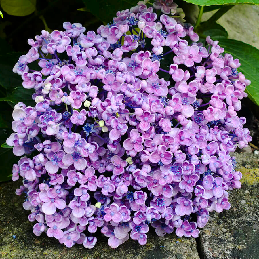 Саджанці Гортензії крупнолистної Аїша (Hydrangea macrophylla Ayesha) Р9
