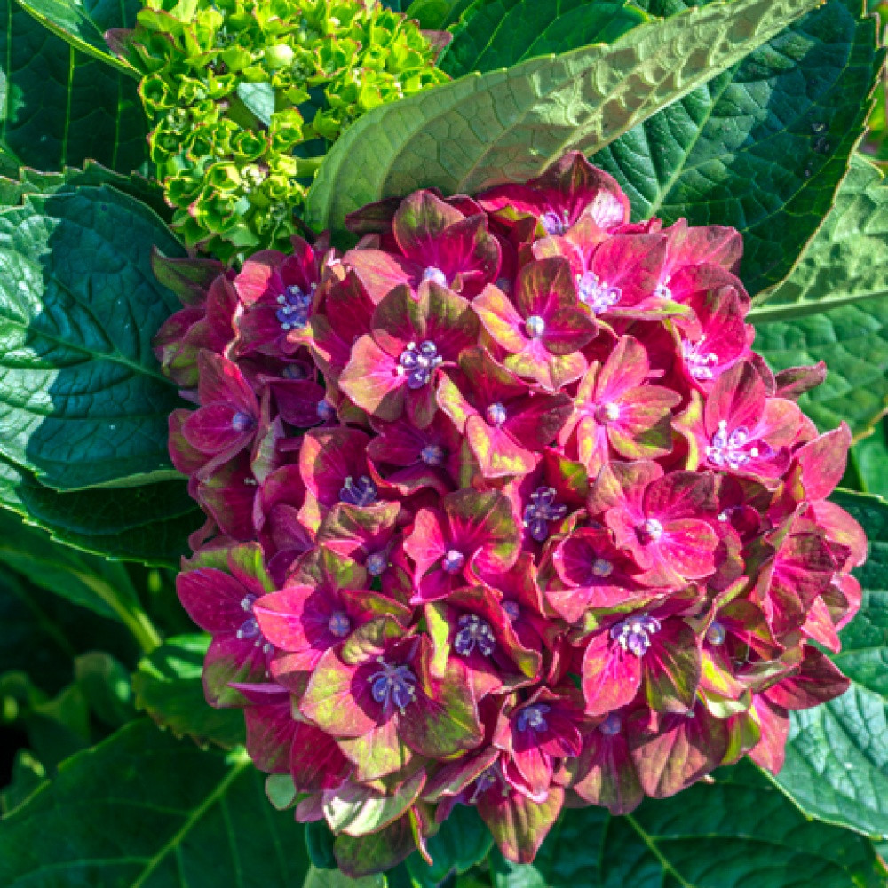 Саджанці Гортензії крупнолистної Шлосс Вакербарт (Hydrangea macrophylla Schloss Wackerbarth) Р9