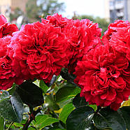 Саджанці троянди флорибунда Ред Леонардо да Вінчі (Rose Red Leonardo da Vinci) С2, фото 3