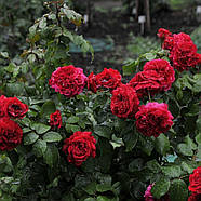 Саджанці троянди флорибунда Ред Леонардо да Вінчі (Rose Red Leonardo da Vinci) С2, фото 4