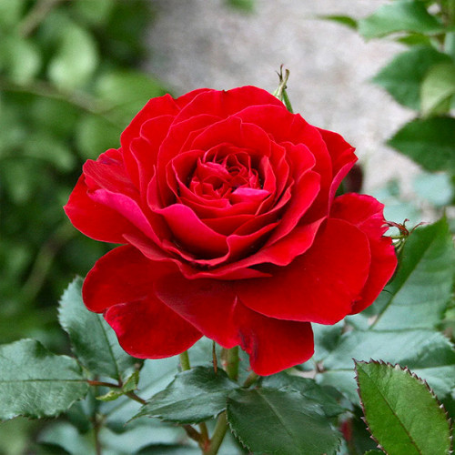Саджанці плетистої троянди Фарука (Rose Farruca)