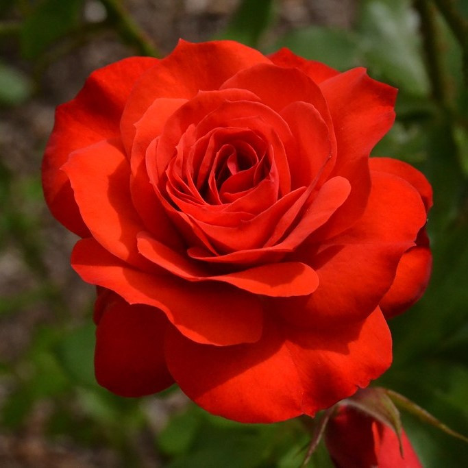 Саджанці троянди флорибунда Фаєр Кінг (Rose Fire King)