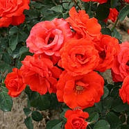 Саджанці троянди флорибунда Фаєр Кінг (Rose Fire King), фото 3