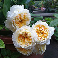 Саджанці англійської троянди Беатріс (Rose Beatrice), фото 3