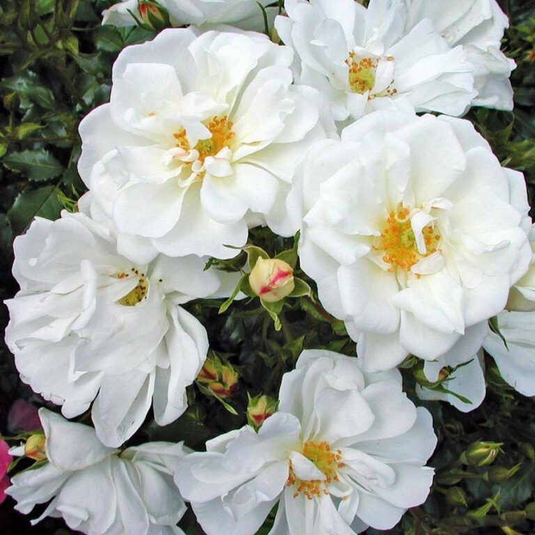 Саджанці ґрунтопокривної троянди Діамант (Rose Diamant)