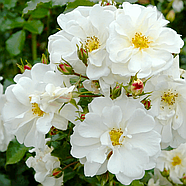 Саджанці ґрунтопокривної троянди Діамант (Rose Diamant), фото 3