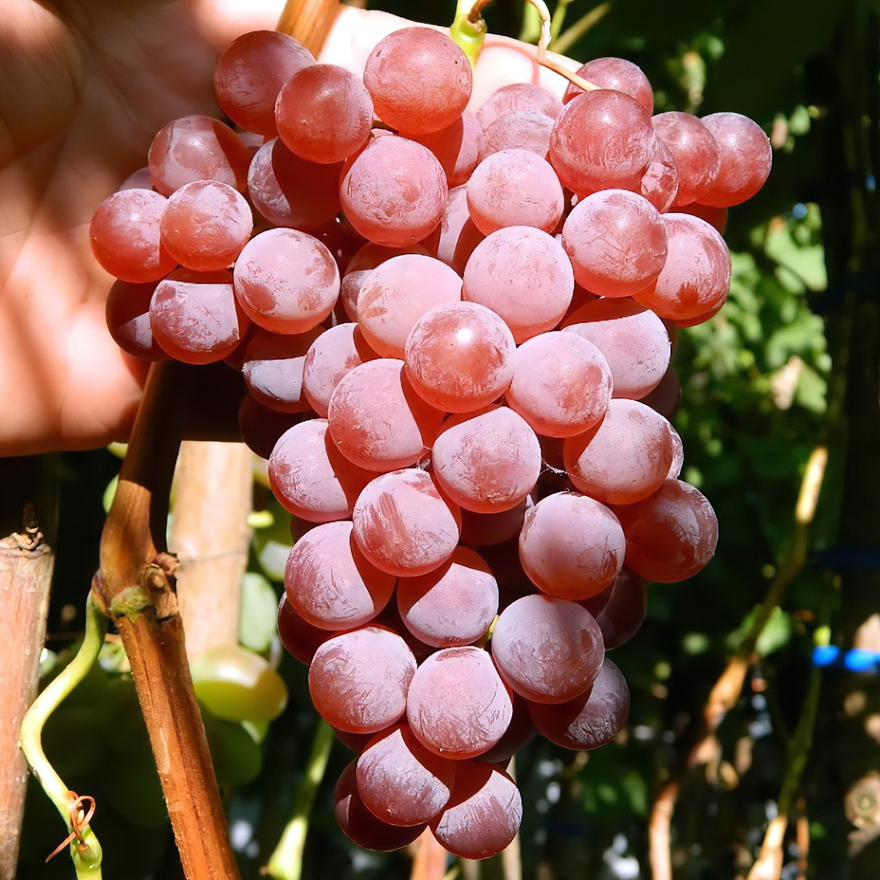 Саджанці Винограду Кишмиш Катавба - дуже ранній, великоплідний, зимостійкий, фото 1